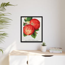 Duchess of Oldenburg apples lithograph from Botanical Specimen published by Rochester Lithographing