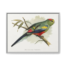 Many-Coloured Parrakeet (Psephotellus varius) colored wood-engraved plate by Alexander Francis Lydon - NOMADEN ART GALLERY