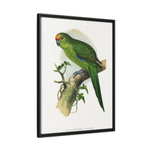 Golden-Crowned Parrakeet (Cyanoramphus auriceps) colored wood-engraved plate by Alexander Francis Lydon