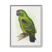 Jardine's Parrot (Poicephalus gulielmi gulielmi) colored wood-engraved plate by Alexander Francis Lydon. - NOMADEN ART GALLERY
