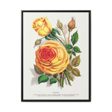 lithograph from Botanical Specimen published by Rochester Lithographing - NOMADEN ART GALLERY