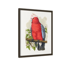 Rose-Breasted Cockatoo (Eolophus roseicapillus) colored wood-engraved plate by Alexander Francis Lydon.