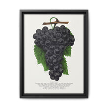 Early Ohio grape lithograph. Digitally enhanced from our own original 1900 edition plates of Botanical Specimen published by Rochester Lithographing - NOMADEN ART GALLERY