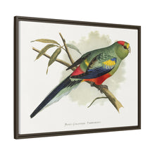 Many-Coloured Parrakeet (Psephotellus varius) colored wood-engraved plate by Alexander Francis Lydon