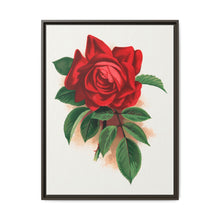 Red rose, Alfred Colomb lithograph. Digitally enhanced from our own original 1900 edition plates of Botanical Specimen published by Rochester Lithographing - NOMADEN ART GALLERY