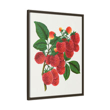 Shaffer's Colossal Raspberry Lithograph (1900)