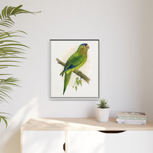 Petz's Conure (Aratinga canicularis) colored wood-engraved plate by Alexander Francis Lydon
