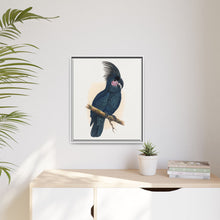Great Black Cockatoo (Probosciger aterrimus) colored wood-engraved plate by Alexander Francis Lydon