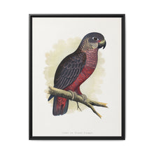 Dusky or Violet Parrot (Pionus fuscus) colored wood-engraved plate by Alexander Francis Lydon. - NOMADEN ART GALLERY