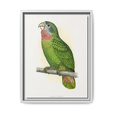 Jamaica Parrot (Amazona collaria) colored wood-engraved plate by Alexander Francis Lydon - NOMADEN ART GALLERY
