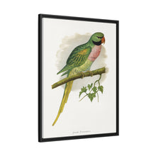 Javan Parrakeet (Psittacula alexandri) colored wood-engraved plate by Alexander Francis Lydon.