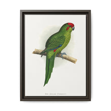 New Zealand Parrakeet (Cyanoramphus novaezelandiae) colored wood-engraved plate by Alexander Francis Lydon - NOMADEN ART GALLERY