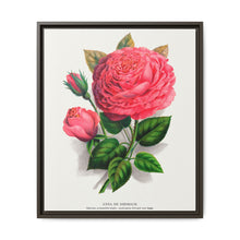 Pink rose, Anna De Diesbach lithograph. Digitally enhanced from our own original 1900 edition plates of Botanical Specimen published by Rochester Lithographing - NOMADEN ART GALLERY