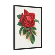 Red rose, Alfred Colomb lithograph. Digitally enhanced from our own original 1900 edition plates of Botanical Specimen published by Rochester Lithographing
