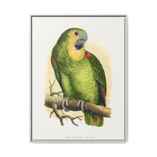 Blue-Fronted Amazon (Amazona aestiva) colored wood-engraved plate by Alexander Francis Lydon - NOMADEN ART GALLERY