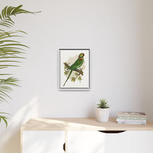 Alexandrine Parakeet (Psittacula eupatria) colored wood-engraved plate by Alexander Francis Lydon.
