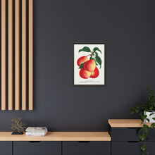 Vermont Beauty pear lithograph. Digitally enhanced from our own original 1900 edition plates of Botanical Specimen published by Rochester Lithographing