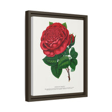 Red rose, American Beauty lithograph. Digitally enhanced from our own original 1900 edition plates of Botanical Specimen published by Rochester Lithographing