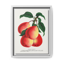 Vermont Beauty pear lithograph. Digitally enhanced from our own original 1900 edition plates of Botanical Specimen published by Rochester Lithographing - NOMADEN ART GALLERY