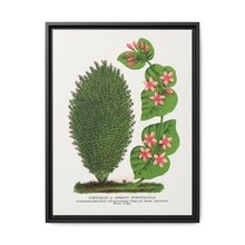 Tartarian, Upright Honeysuckle bush lithograph. Digitally enhanced from our own original 1900 edition plates of Botanical Specimen published by Rochester Lithographing - NOMADEN ART GALLERY