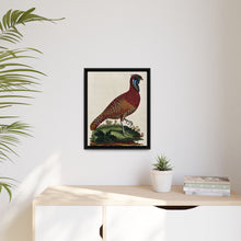 A horned Indian pheasant standing on the grass by J. Pass after J. E. Ihle.