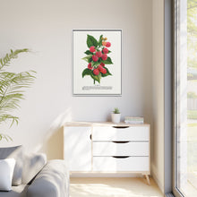 Cuthbert raspberry lithograph. Digitally enhanced from our own original 1900 edition plates of Botanical Specimen published by Rochester Lithographing