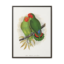 West African Love-Bird (Agapornis) colored wood-engraved plate by Alexander Francis Lydon. - NOMADEN ART GALLERY