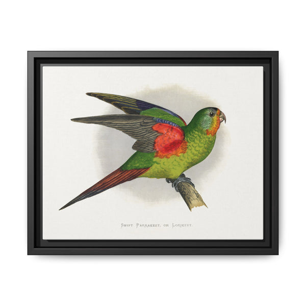 Swift Parrakeet or Lorikeet (Lathamus discolor) colored wood-engraved plate by Alexander Francis Lydon - NOMADEN ART GALLERY