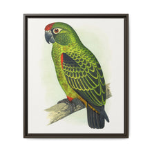 Jardine's Parrot (Poicephalus gulielmi gulielmi) colored wood-engraved plate by Alexander Francis Lydon. - NOMADEN ART GALLERY