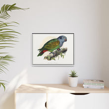 Red-Vented Parrot (Amazona martinicana) colored wood-engraved plate by Alexander Francis Lydon