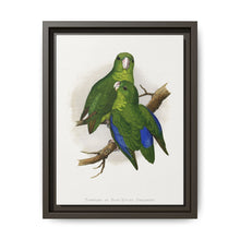 Passerine or Blue-winged Parrakeet (Psittacula columboides) colored wood-engraved plate by Alexander Francis Lydon - NOMADEN ART GALLERY