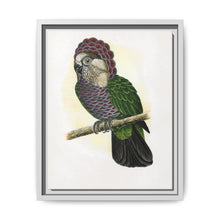 Hawk-Headed Parrot (Deroptyus accipitrinus) colored wood-engraved plate by Alexander Francis Lydon. - NOMADEN ART GALLERY