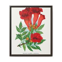 Trumpet flower lithograph. Digitally enhanced from our own original 1900 edition plates of Botanical Specimen published by Rochester Lithographing - NOMADEN ART GALLERY
