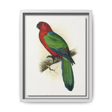 Red Shining Parrakeet (Prosopeia tabuensis) colored wood-engraved plate by Alexander Francis Lydon - NOMADEN ART GALLERY