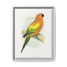 Sun Parrakeet (Aratinga solstitialis) colored wood-engraved plate by Alexander Francis Lydon - NOMADEN ART GALLERY