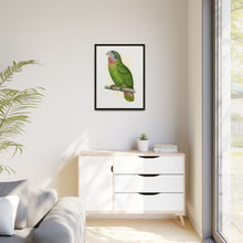 Jamaica Parrot (Amazona collaria) colored wood-engraved plate by Alexander Francis Lydon