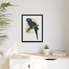 Hyacinthine Macaw (Anodorhynchus hyacinthinus) colored wood-engraved plate by Alexander Francis Lydon.