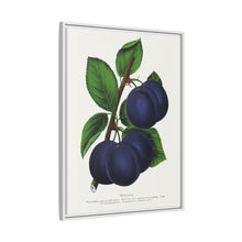 Niagara plum lithograph. Digitally enhanced from our own original 1900 edition plates of Botanical Specimen published by Rochester Lithographing