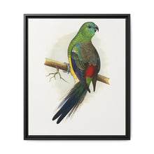 Blood or Red-Rumped Parrakeet (Psephotus haematonotus) colored wood-engraved plate by Alexander Francis Lydon - NOMADEN ART GALLERY