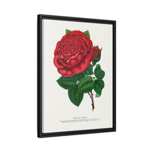 Red rose, American Beauty lithograph. Digitally enhanced from our own original 1900 edition plates of Botanical Specimen published by Rochester Lithographing
