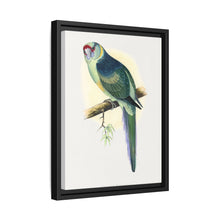 Barnard's Parrakeet (Barnardius barnardi) colored wood-engraved plate by Alexander Francis Lydon