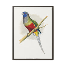 Blue Bonnet Parrakeet (Northiella haematogaster) colored wood-engraved plate by Alexander Francis Lydon. - NOMADEN ART GALLERY