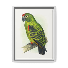 Jardine's Parrot (Poicephalus gulielmi gulielmi) colored wood-engraved plate by Alexander Francis Lydon. - NOMADEN ART GALLERY