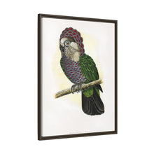 Hawk-Headed Parrot (Deroptyus accipitrinus) colored wood-engraved plate by Alexander Francis Lydon.