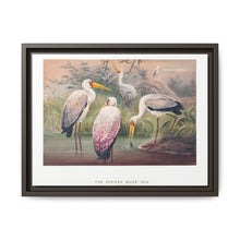 The African Wood Ibis from Zoological sketches (1861-1867) by Joseph Wolf and Philip Lutley Sclater - NOMADEN ART GALLERY
