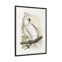 Placa xilográfica coloreada de la cacatúa de cresta blanca (Cacatua alba) de Alexander Francis Lydon