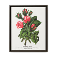Pink roses, Crested Moss lithograph. Digitally enhanced from our own original 1900 edition plates of Botanical Specimen published by Rochester Lithographing - NOMADEN ART GALLERY