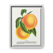 Champion plum lithograph from Botanical Specimen published by Rochester Lithographing - NOMADEN ART GALLERY