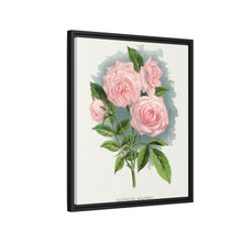 Pink rose, Clothilde Soupert lithograph. Digitally enhanced from our own original 1900 edition plates of Botanical Specimen published by Rochester Lithographing