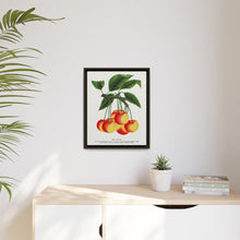Gov Wood cherry lithograph. Digitally enhanced from our own original 1900 edition plates of Botanical Specimen published by Rochester Lithographing
